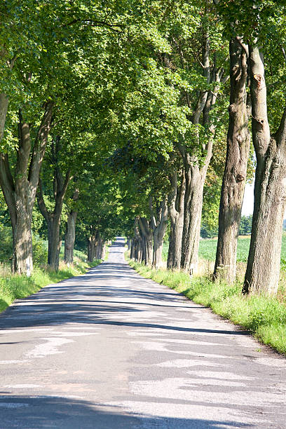 tipica avenue alberi di meclemburgo-pomerania occidentale - baumreihe foto e immagini stock