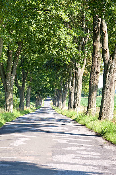 típica avenida de árvores de mecklenburg-vorpommern - baumreihe imagens e fotografias de stock