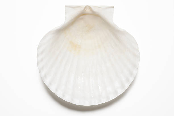 istock Isolated shot of white seashell on white background with shadow 174765803
