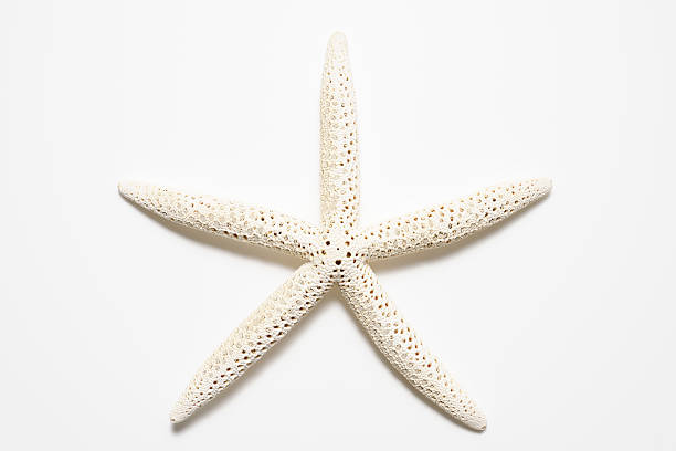 White finger starfish isolated on white background with shadow.