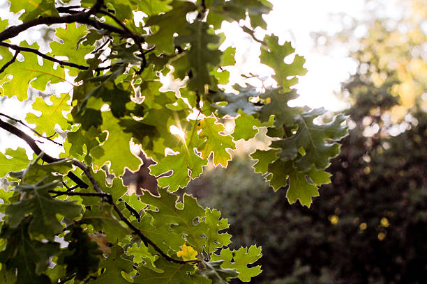 Close-up shot of oak leaves