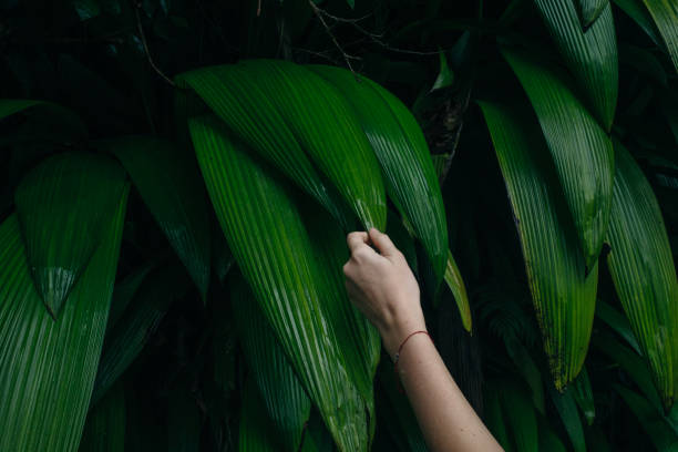 istock Calathea foliage, Exotic tropical leaf, Large green leaf. hand 1747659913