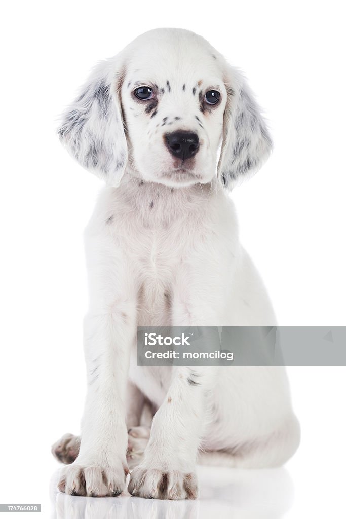 Fofo setter inglês Bebé Menina - Royalty-free Fundo Branco Foto de stock