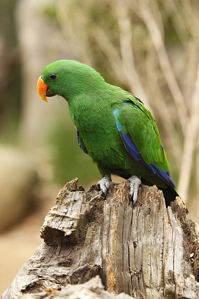 Eclectus Parrot Eclectus parrot eclectus parrot australia stock pictures, royalty-free photos & images