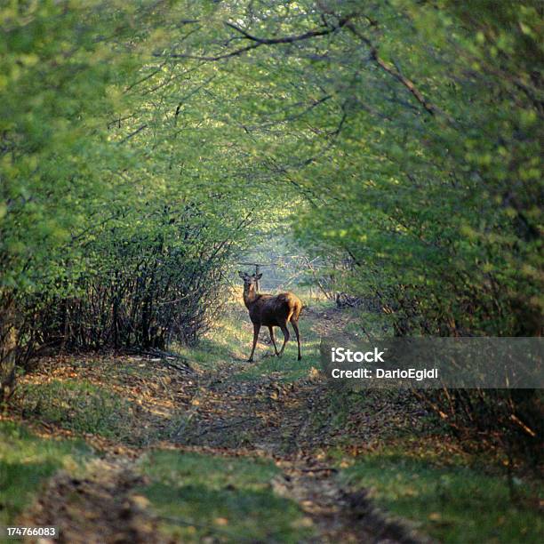 Animali Cervi - Fotografie stock e altre immagini di Ambientazione esterna - Ambientazione esterna, Animale, Bosco