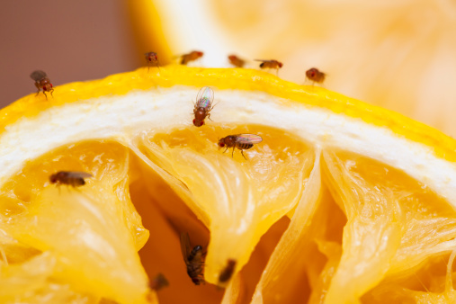 Fruit flies on squeezed lemon slice; see other similar images:
