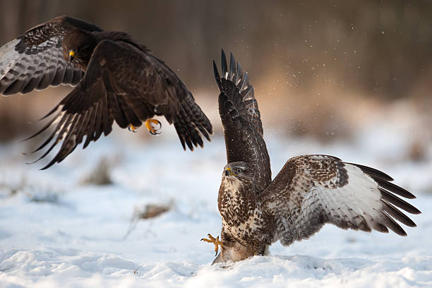 Buzzards se battre. - Photo