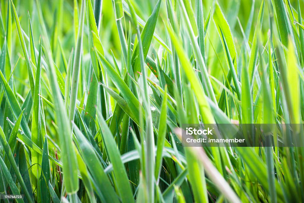 Hojas de wild verde hierba - Foto de stock de Aire libre libre de derechos