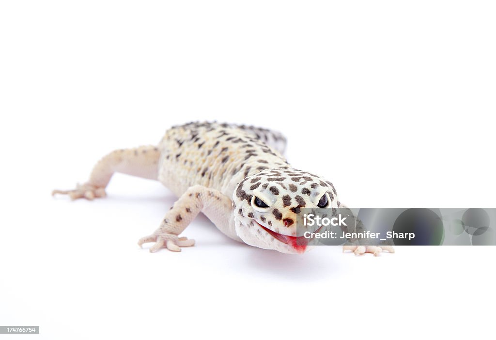 Geco leopardo Sonriendo - Foto de stock de Reptil libre de derechos