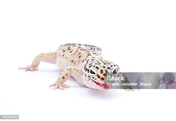 Photo libre de droit de Gecko Léopard Souriant banque d'images et plus d'images libres de droit de Reptile - Reptile, Animal vertébré, Animaux de compagnie