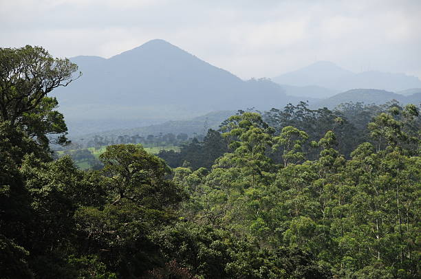 istock Pattipola, Sri Lanka 174766759