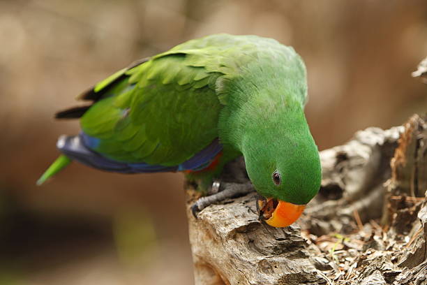 Eclectus Parrot Eclectus parrot eclectus parrot australia stock pictures, royalty-free photos & images