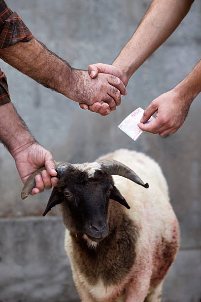 "Feast of the Sacrifice (in Turkish: Kurban Bayrami, in Arabic: Eid Al-Adha) is an important religious holiday celebrated by Muslims. Bargaining and trading for the sacrificial lamb is one of the rituals done during the feast of sacrifice.Focus is on hand shake."