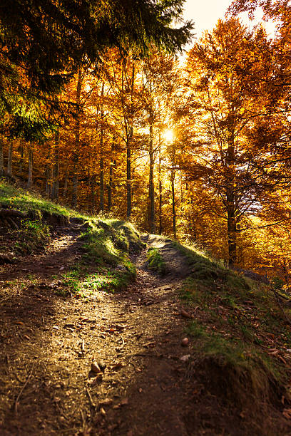 Colorful forest in autumn