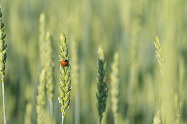 grain-field - ladybug wheat nature insect stock-fotos und bilder