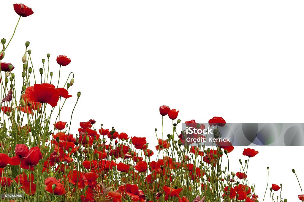 Poppys, isoliert auf weiss - Lizenzfrei Baumblüte Stock-Foto