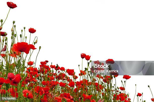 Poppys Isolado A Branco - Fotografias de stock e mais imagens de Agricultura - Agricultura, Ao Ar Livre, Botão - Estágio de flora