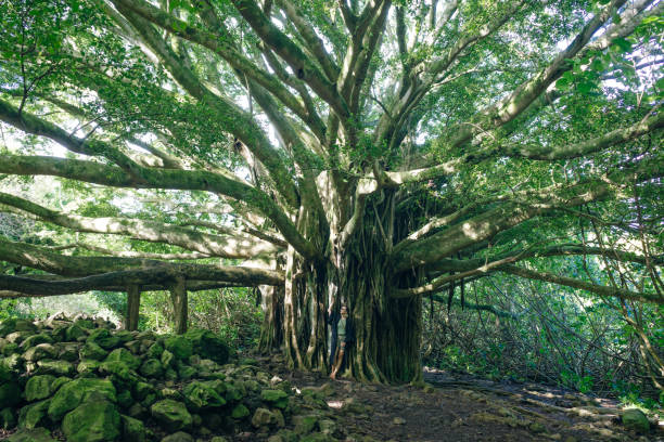 istock big baobab in hawaii. Pipiwai Trail 1747670102