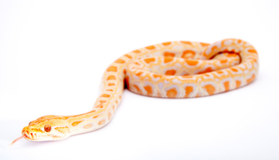 Orange Boa Constrictor Snake