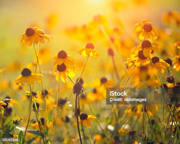 Pôr Do Sol Atrás Das Wildflowers E Margarida Flores - Fotografias de stock e mais imagens de Anoitecer