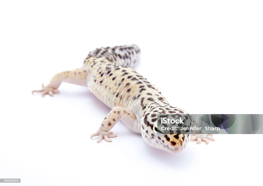 Geco leopoardo su bianco - Foto stock royalty-free di Animale