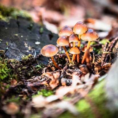 Group of small mushrooms in an autumn forest.