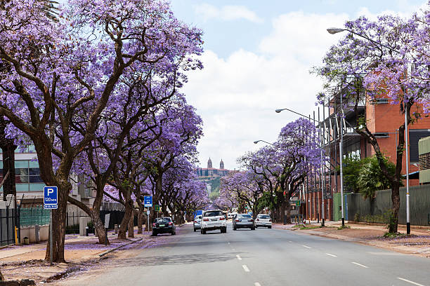 Jacaranda Trees and Union Building Jacaranda trees in Pretoria / Tshwane, South Africa, with the Union Buildings seen in the distance. union buildings stock pictures, royalty-free photos & images