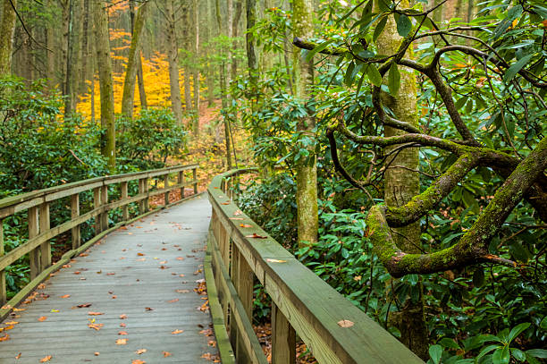 istock Walkway through Rhododendrons in the Autumn 174768131