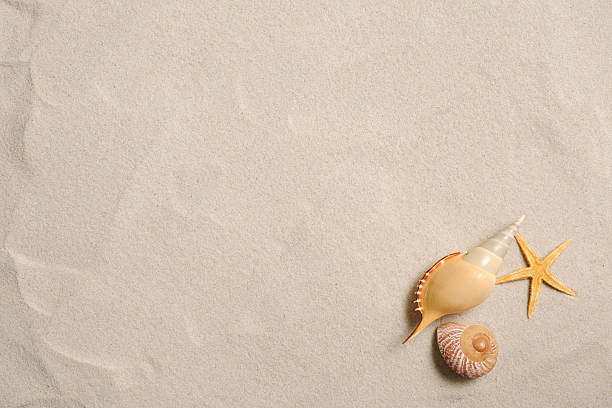 stelle marine e conchiglie su una spiaggia sabbiosa con spazio copia - seashell shell sand copy space foto e immagini stock