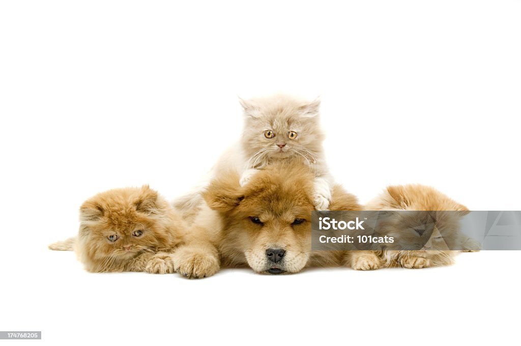 Quatro amigos, - Royalty-free Gato domesticado Foto de stock