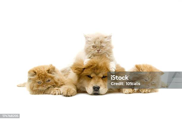 Quatro Amigos - Fotografias de stock e mais imagens de Gato domesticado - Gato domesticado, Brincalhão, Amizade