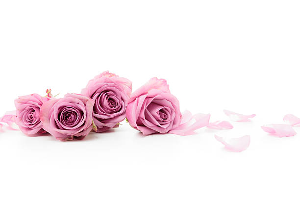 Pink Roses laying down stock photo