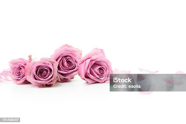 Foto de Fixe Rosas Corderosa e mais fotos de stock de Rosa - Flor - Rosa - Flor, Rosa - Cor, Fundo Branco