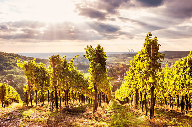 Summer vineyard Evening vineyard in the Spessart. Toned picture. franconia stock pictures, royalty-free photos & images