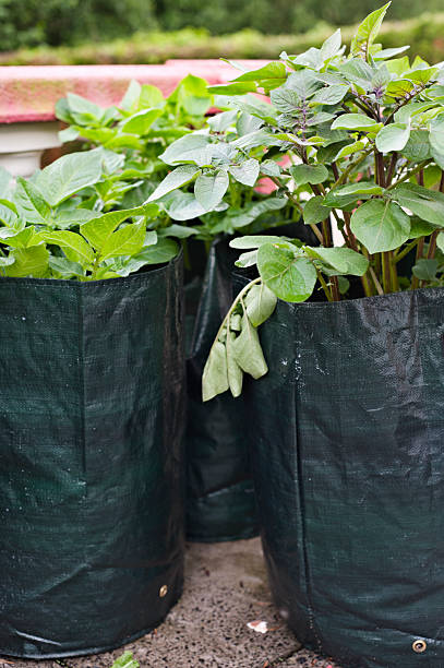 Grow Bag Gardening Can Be Effective Stock Photo - Image of breaking, green:  186924950