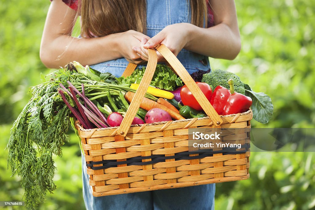 Young Farm Girl Holding Basket of Freshly Harvested Produce Subject: A farm girl harvesting a basket of summer garden produce, varieties of freshly harvested vegetables. Including broccoli, garlic, green beans, radishes, purple cabbage, red bell peppers, heirloom tomatoes, carrots, zucchini, squash, purple onions and corn. 14-15 Years Stock Photo