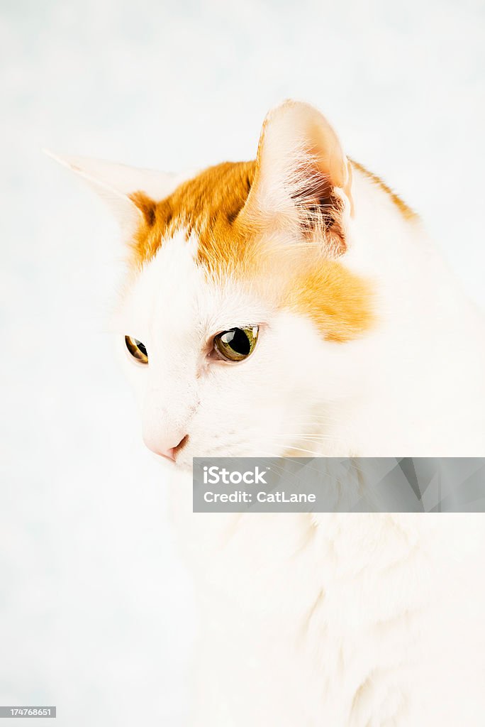 Любопытный кот - Стоковые фото Без людей роялти-фри