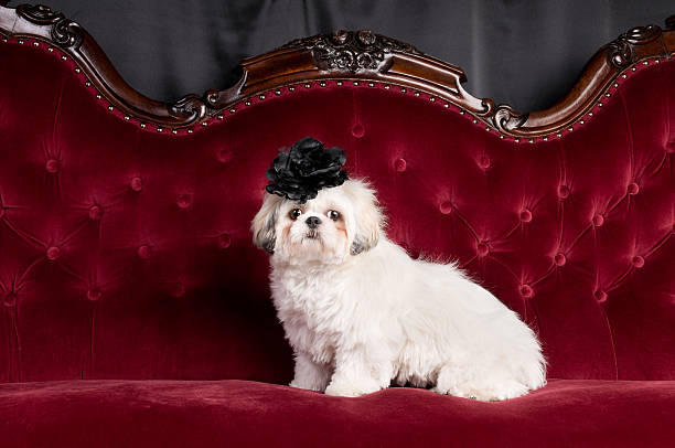 blanco shih tzu perro feliz - pampered pets shitzu beauty beautiful fotografías e imágenes de stock