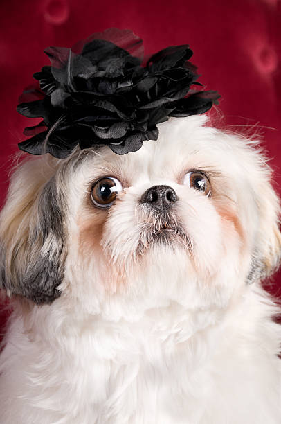 feliz blanco shih tzu perro primer plano - pampered pets shitzu beauty beautiful fotografías e imágenes de stock