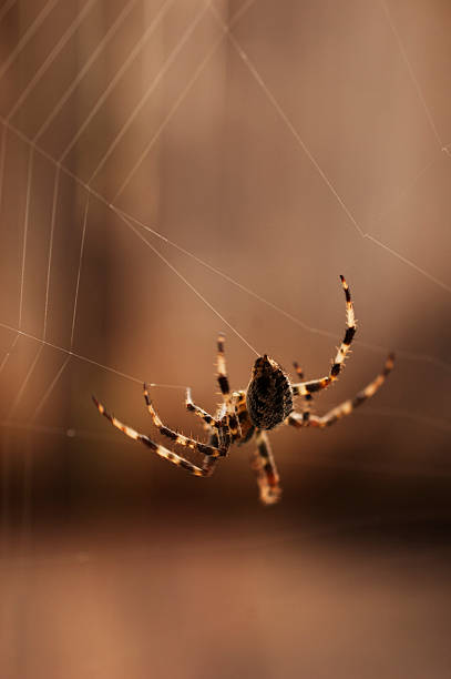 Cross Spider Weaving An Orb Web stock photo