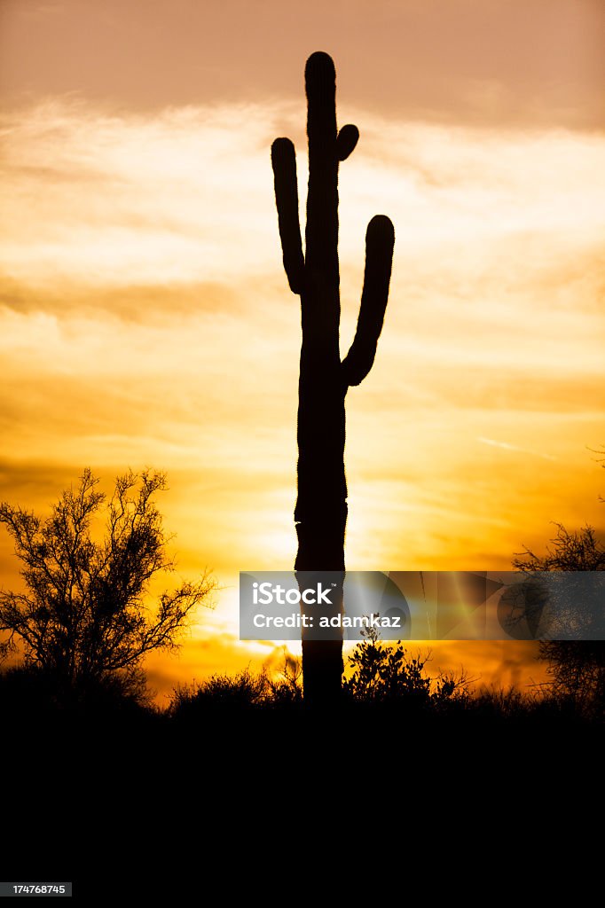 Cato Sagauro deserto do Arizona ao pôr do sol - Royalty-free Alto - Descrição Física Foto de stock