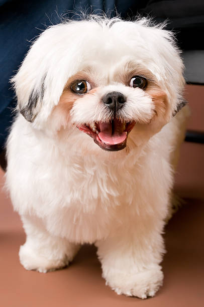 blanco shih tzu perro feliz - pampered pets shitzu beauty beautiful fotografías e imágenes de stock