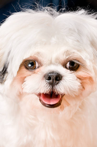 istock Happy White Shih Tzu Dog 174768848