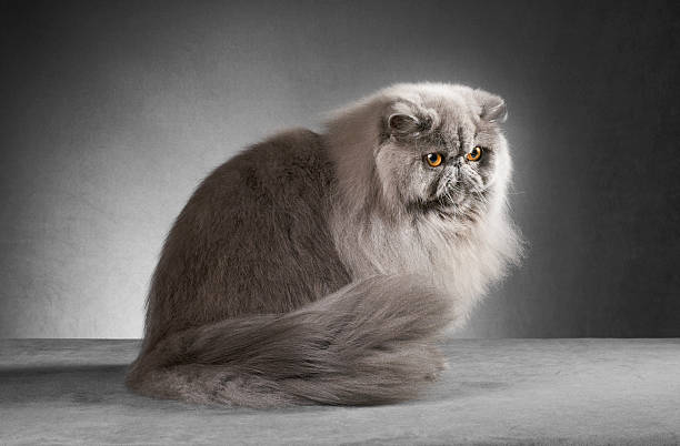 istock Blue persian male cat sitting. 174769016