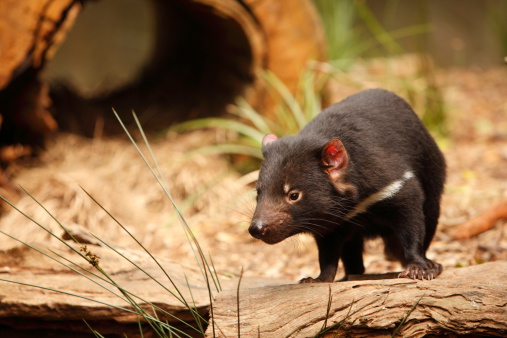 Tasmanian Devil Stock Photo - Download Image Now - Tasmanian Devil, Animal,  Animal Wildlife - iStock