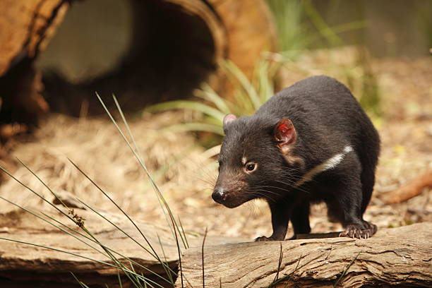 Tasmanian Devil Tasmanian devil tasmanian stock pictures, royalty-free photos & images