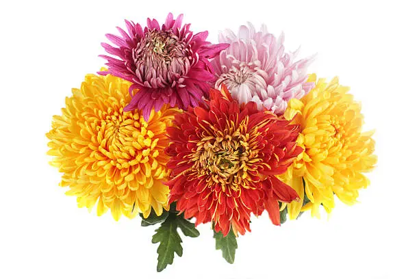 Bunch of chrysanthemums on white background