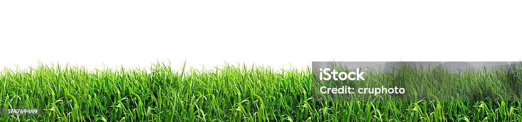 XXL Green Grass Isolated on White Background Panorama XXL - Green Grass Isolated on White Background Grass Stock Photo