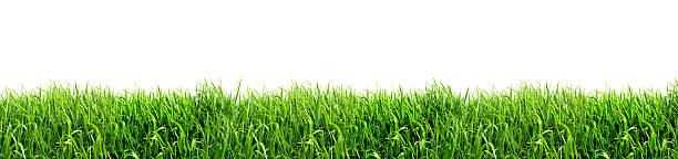 XXL Green Grass Isolated on White Background Panorama XXL - Green Grass Isolated on White Background grass shoulder stock pictures, royalty-free photos & images