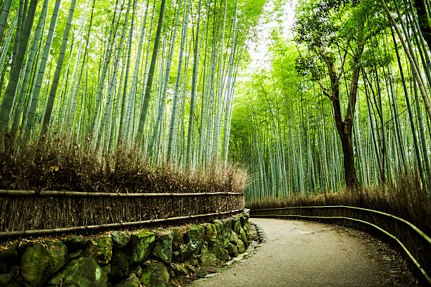 Bamboo forest of Sagano Kyoto Japan
